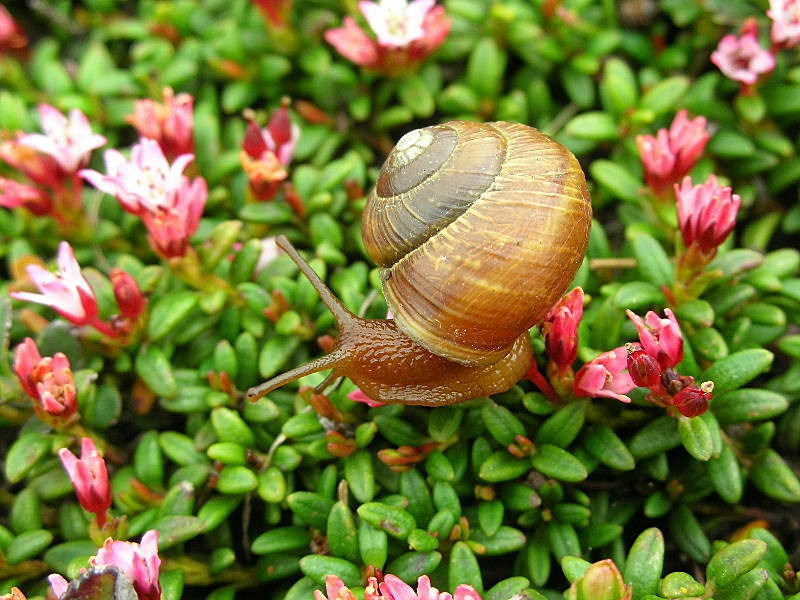 Mollusco color arancio in Arianta arbustorum di alta quota